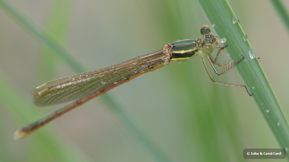 J18_0858 Lestes barbarus.JPG